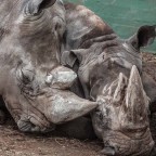 ...affetto ...affetto