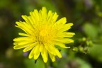 prime prove macro con lente close up 10x

f11 1/125 iso100 canon 18-55 55mm lente closeup 10x