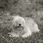 miele