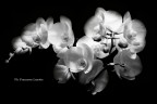 Orchidea 2 Orchidea 2