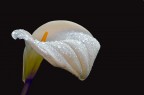 Calla Calla