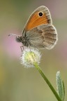 Coenonympha pamphilus Coenonympha pamphilus