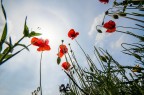 Verso il sole...