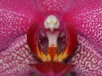 Orchidea Orchidea