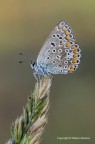 Licenide