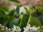 Spidergreen Spidergreen