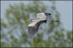 Ardea Fly Ardea Fly