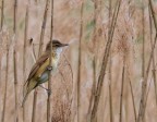 Cannareccione (Acrocephalus arundinaceus) Cannareccione (Acrocephalus arundinaceus)