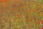 Impressionismo... naturale Impressionismo... naturale