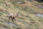 Camoscio Camoscio
