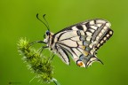 Papilio machaon Papilio machaon