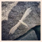 alieno albino