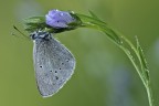 Lycaenidae Polyommatinae. Nessuna scusa...ma condizioni proibitive mi hanno impedito di trarre maggiore colore e dettaglio da questo piccolissimo e bellissimo soggetto. Ne ho ritratti due a distanza di giorni, in un caso ho avuto oltre un'ora per scatattare e aspettare meno vento e rugiada...ma in nessuno dei circa 50 scatti eseguiti  emerso il colore ed il dettaglio visti nel mirino... Posatoio originale.
http://postimg.org/image/fzma7d67v/full/