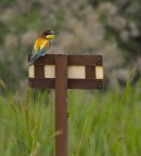 Gruccione 2 Gruccione 2