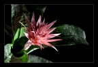 Aechmea