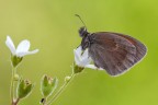 Coenonympha pamphilus Coenonympha pamphilus