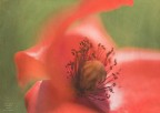 poppy poppy