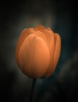 Orange Orange