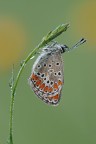 Aricia agestis Aricia agestis
