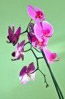 Orchidea Orchidea
