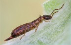 Forficula auricularia Linnaeus, 1758 - Forficula auricularia Linnaeus, 1758 -