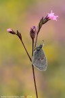 Coenonympha pamphilus (Linnaeus, 1758) (Lepidoptera  Nymphalidae  Satyrinae)
Canon EOS 7D + Sigma 180mm f/3.5 EX DG HSM Macro
f11 - 1/15s - ISO 100
10.04.2014
Suggerimenti e critiche sempre ben accetti
[http://www.rossidaniele.com/HR/_MG_8078copia-mdc-1500.jpg]Versione HR[/url]

www.rossidaniele.com