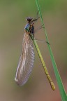 Giovane Calopteryx Giovane Calopteryx