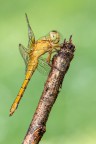 Orthetrum coerulescens