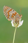 Melitaea Melitaea