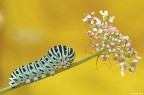 Papilion machaon Papilion machaon