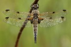 Libellula quadrimaculata 2 Libellula quadrimaculata 2