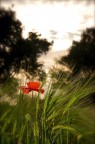 Papavero solitario Papavero solitario