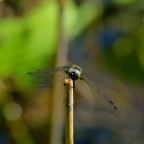 occhi negli occhi occhi negli occhi