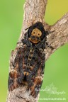 ...Acherontia atropos... ...Acherontia atropos...