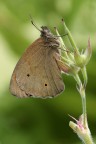 Pochi soggetti nei miei campi..., ma domenica scorsa, stranamente, un'infestazione di queste farfalle...dove volgevo lo sguardo ne vedevo pi di una..., ed all'ora del volo poi...a decine..., commenti e suggerimenti indispensabili e gradite.

http://postimg.org/image/uln3b1c8r/full/