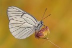 Aporia crataegi (Linnaeus, 1758)