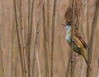 cannareccione (Acrocephalus arundinaceus) 2 cannareccione (Acrocephalus arundinaceus) 2
