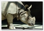 Rinoceronte triste