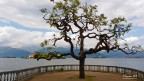 Albero sul Lago di Como Albero sul Lago di Como