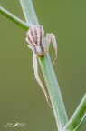 Runcinia grammica