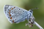 Polyommatus Polyommatus