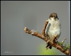 350d, 55-250is, 400mm eq, 1/500 f6,3 iso 200
