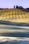 Golden Wheat - Val D'Orcia Golden Wheat - Val D'Orcia