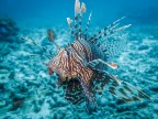 LionFish LionFish