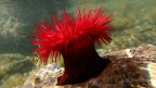 Actinia equina Actinia equina