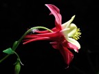 Aquilegia Aquilegia