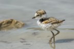 Pullo di Corriere piccolo (Charadrius dubius) Pullo di Corriere piccolo (Charadrius dubius)