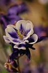 Aquilegia 3 Aquilegia 3