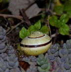 Geometrie naturali Geometrie naturali