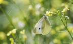 Non sono un esperto di Macro,  e non possiedo obiettivi  dedicati per le MACRO. Cerco di tirar fuori il meglio del mio 70-200 Tamron. Suggerimenti e critiche sono ben accette